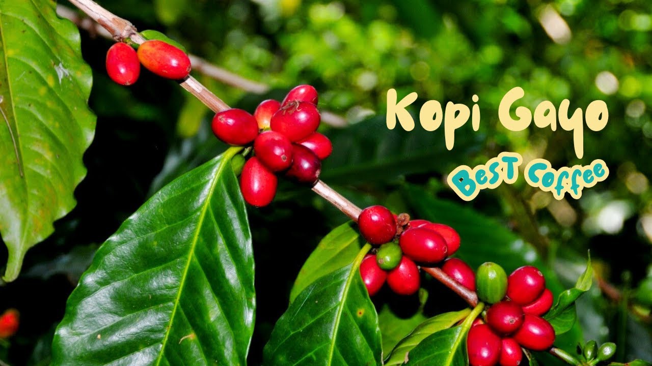 Fenomena Kopi Gayo: Kenapa Pakar Kopi Tak Hentinya Membicarakannya [Kedhan Coffee Roastery]