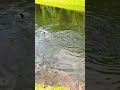 #fish #fishing #fishingtips #fishingvideo #fishinglife #fishingtrip #fishingvideos #outdoors #trout