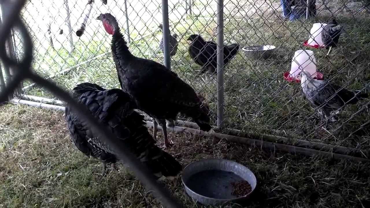 Thanksgiving day quotes in hindi Thanksgiving day quotes in hindi