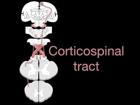 Corticospinal tract