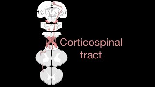 Corticospinal tract