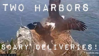 Two Harbors ▪︎ Cholyn Delivers BIG \& Scary Nest Reinforcements ▪︎ 5\/23\/23 ▪︎ Explore.org