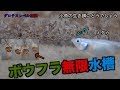 大量、大量のボウフラの無限水槽、育て方。メダカが大喜び。今まで見たボウフラ動画の中で一番すごかったです。