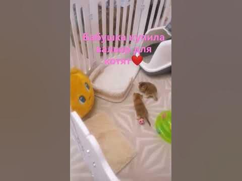 бабушка купила Вальер для котят - YouTube