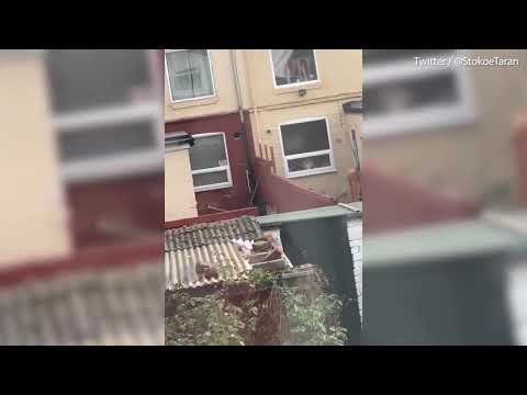 ነገረኛ የወንድ ጎረቤት