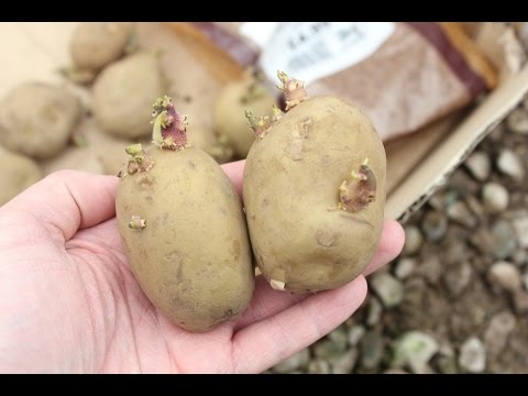 root vegetable potatoes