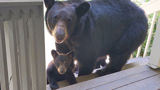 虐待されていた熊を助けて保護し、２年後メス熊が子供を連れて信じられない行動に出る！【感動】