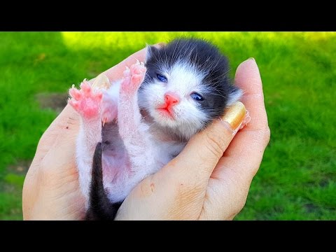 КОТЕНОК потерялся! Спасаем котенка Кошка родила котят у нас в саду! Наши кошки и коты//Смешные кошки