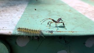 Caterpillar In Charge