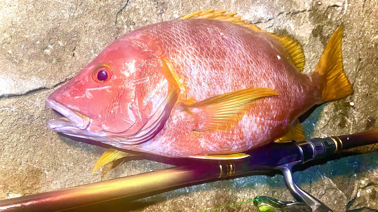 【シブダイを求めて】シブダイ釣るならココへ行け！9月下旬徳島の勝浦渡船