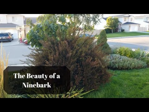 The Beauty of a Ninebark