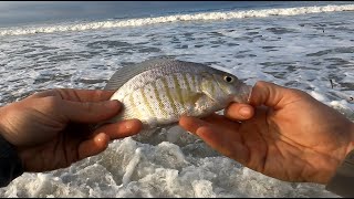 California Surf Perch Fishing  Winter Session - Curse of the Dinks (Plus  1st ever Calico Bass) 