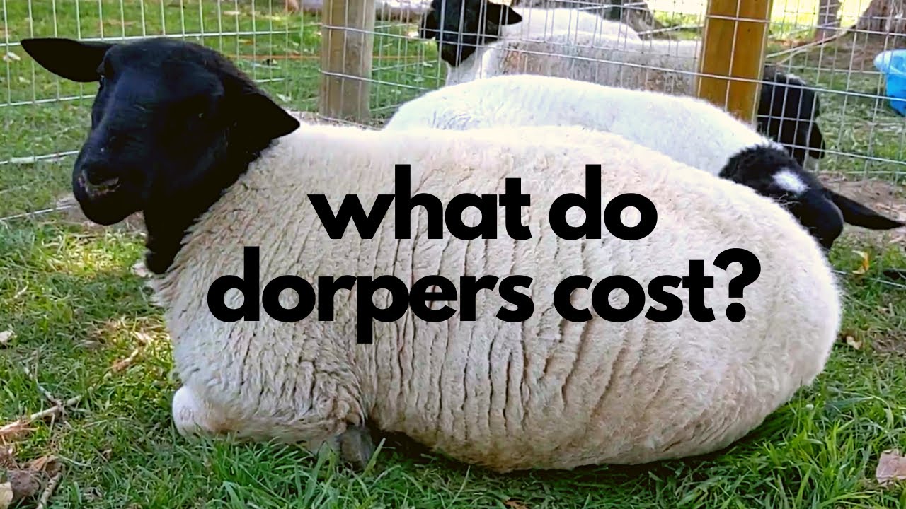 How Much Do Dorper Sheep Cost?