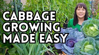 Struggling To Grow CABBAGE? My Secrets To Growing Cabbage From Seed To Harvest