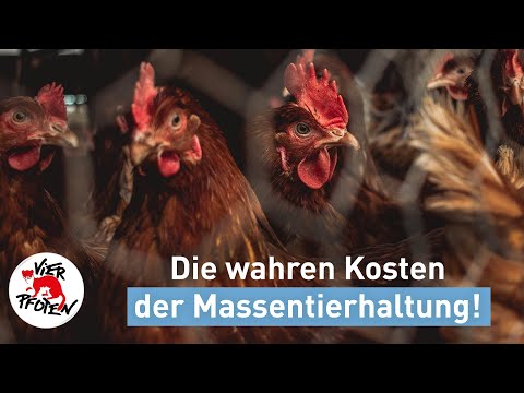 Die wahren Kosten der Massentierhaltung! | VIER PFOTEN