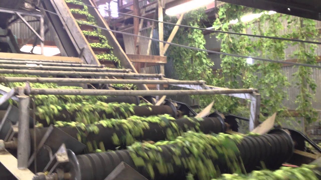 Hop processing in Yakima