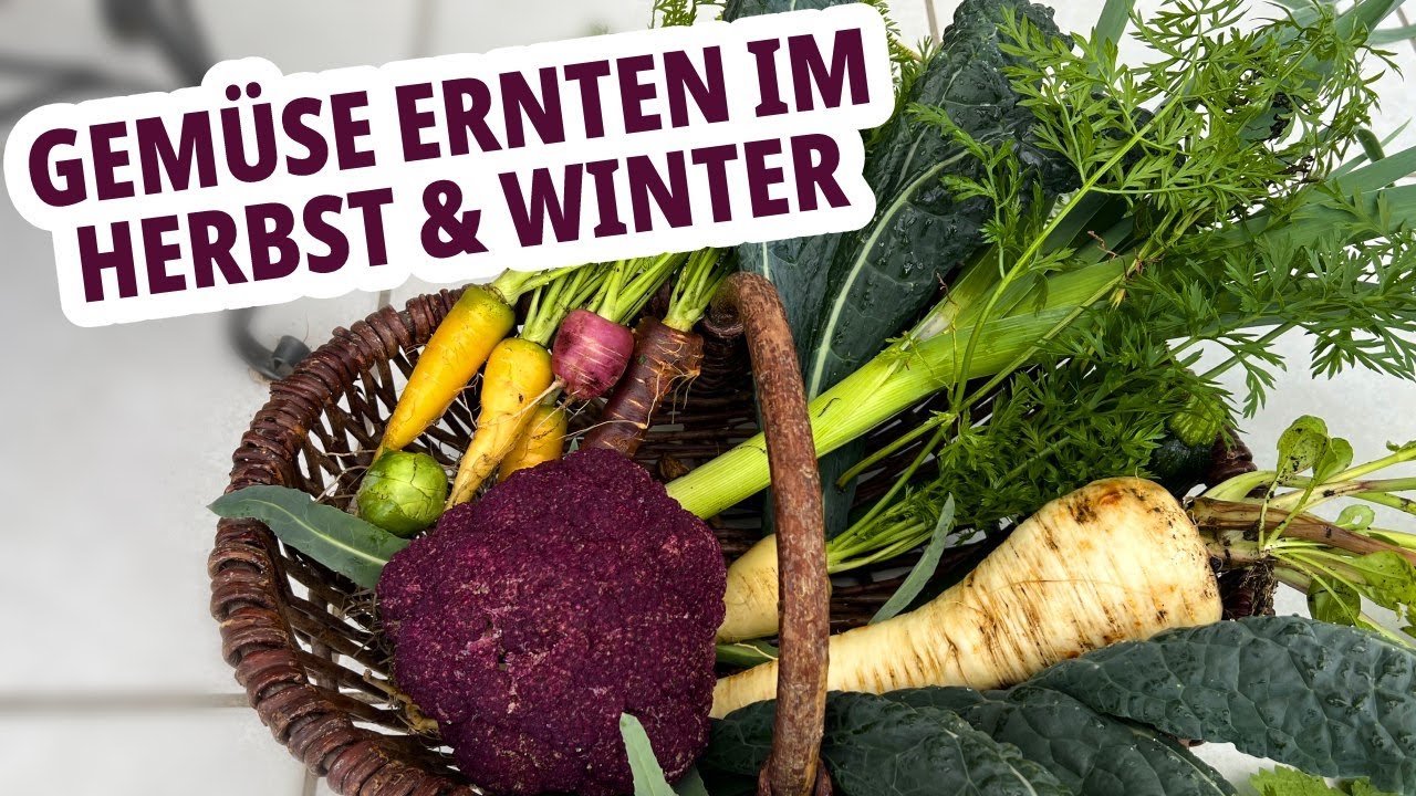 Wintergemüse – Was ernten wir im Herbst und Winter?