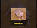 What Is It — Exotic And Unusual Animals From Around The World #1 #Shorts