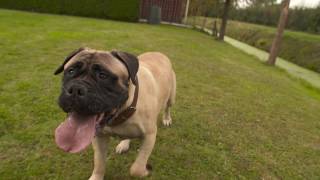 Rashond van de week Bullmastiff