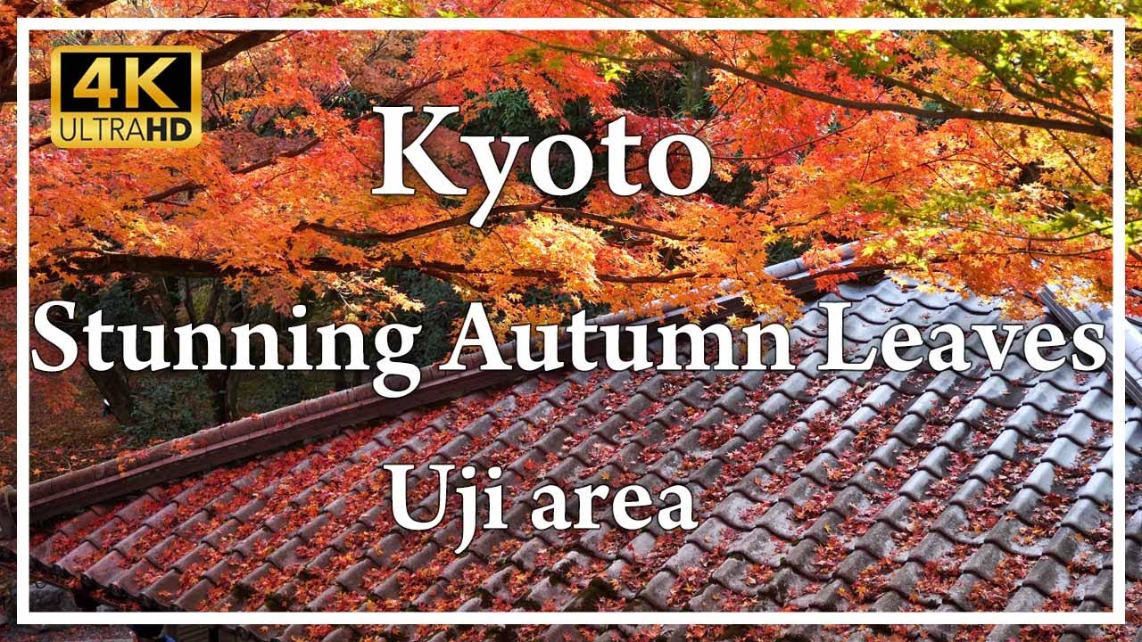 Kyoto in autumn: Uji Area. Enjoy beautiful autumn leaves in  Kyoto. Byodo-in, Kosho-ji