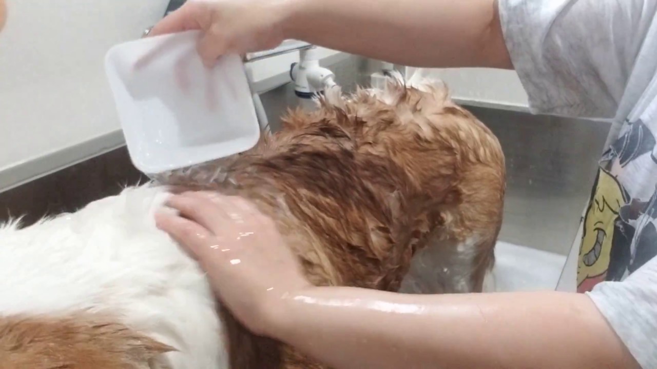 セント バーナードの性格 特徴 飼い方 ペットショップやブリーダーでの値段相場や里親募集も紹介 Mofmo セント バーナードの性格 特徴 飼い方 ペットショップやブリーダーでの値段相場や里親募集も紹介 Mofmo