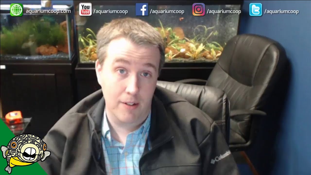aquarium plants Monday Night Madness! Live Stream Crazy.
