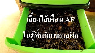 19/2/64 ย้ายไส้เดือน AF จากกะละมังขึ้นคอนโดตู้ลิ้นชักพลาสติก