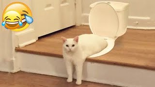 Try Not To Laugh Dogs And Cats 😆😸 Best Funny Animal Videos 😹
