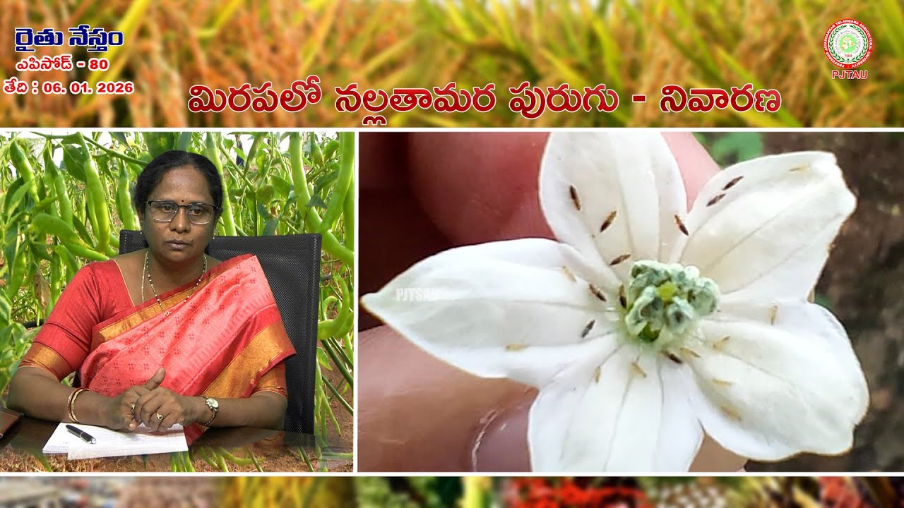 మిరపలో నల్ల తామర పురుగు - నివారణ ||  Black thrips in Chilli - Control ||  PJTAU