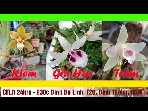 Tổng Hợp Những Mặt Hoa Lan Rừng ( Giả Hạc ( Phi Điệp ), Trầm, Kiếm ) Đẹp, Đột Biến | Cà Phê Lan Rừng | Foci