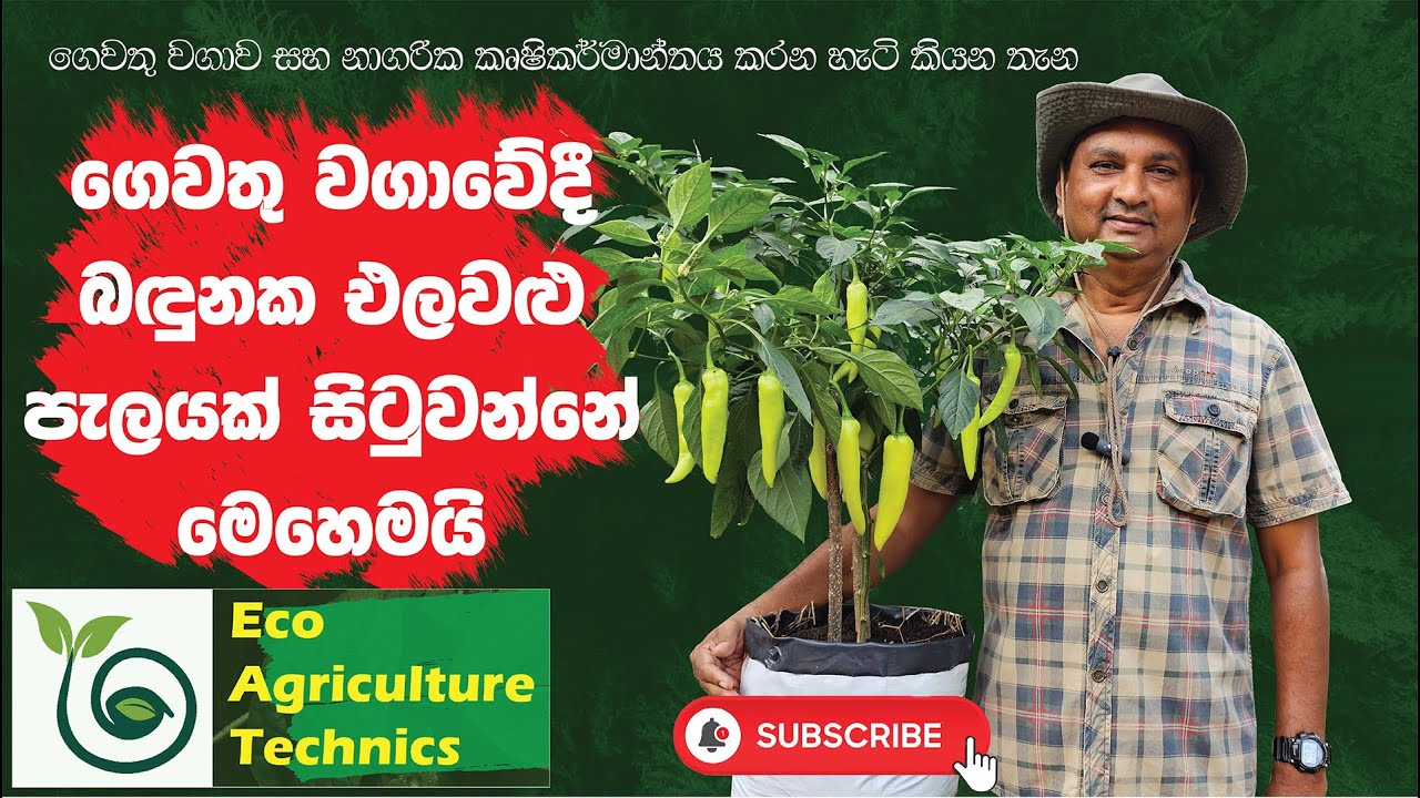 EP 09#ගෙවතු වගාවේදී ⁣ප්ලාස්ටික් බදුනක එලවලු පැලයක් මෙහෙම සිටුවාගන්න...