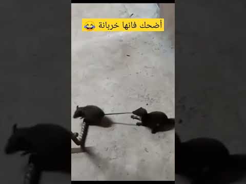 لما عرسة تزاول فار