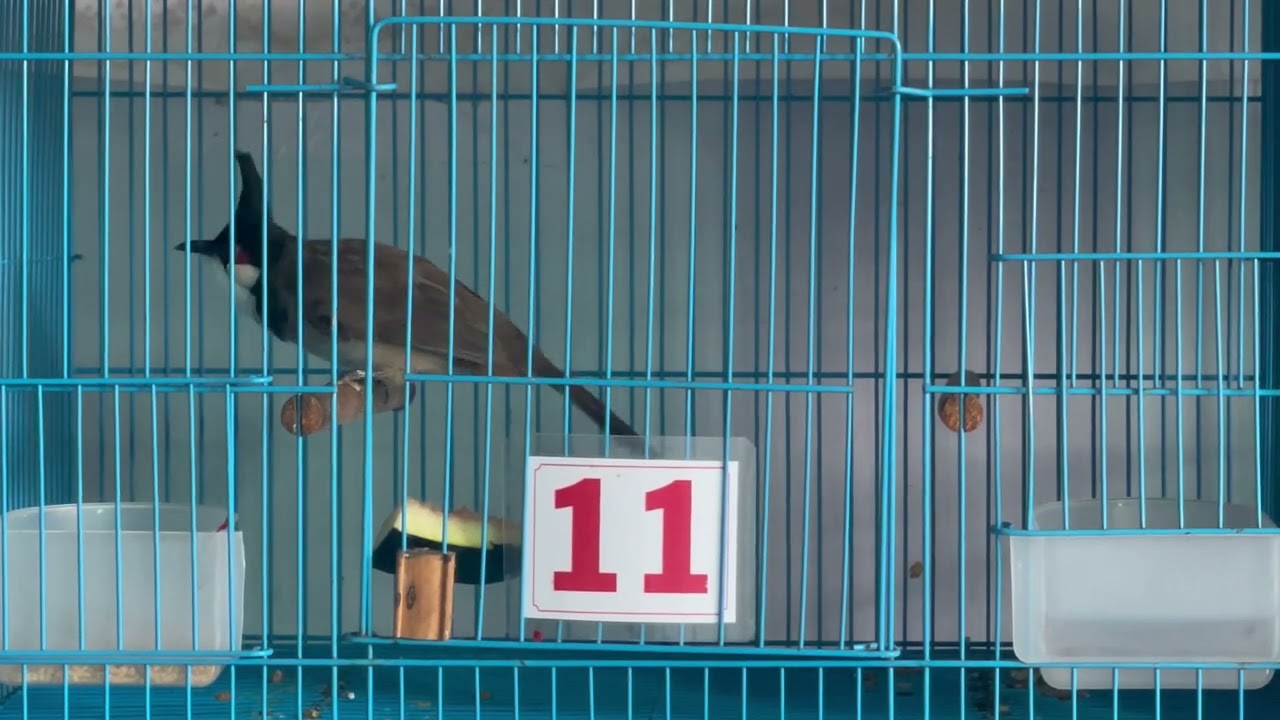 5/3/ bổi bô to mào lân,nết chơi mãn nhãn,Zalo: 0376569409 - 0917881105 p bhh Q bình Tân 