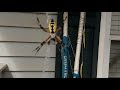 Yellow and black garden spider🕷️ aka zipper spider