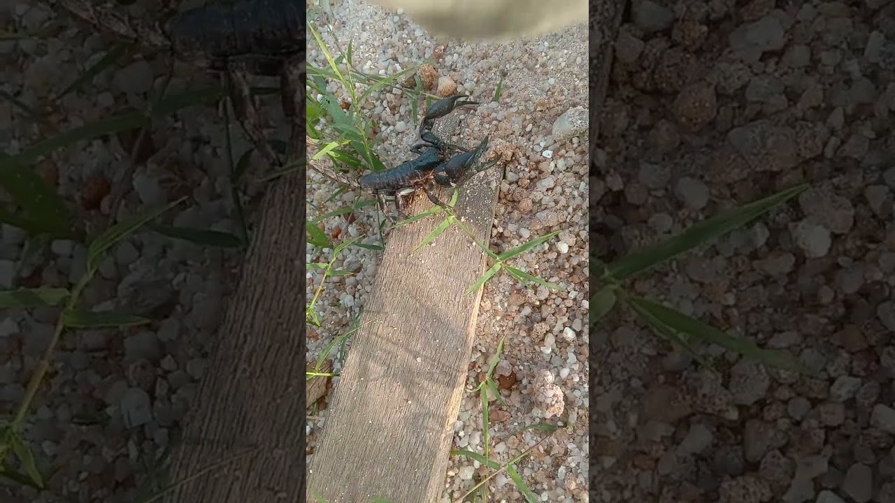 perfect king scorpion conreg at Asia 🦂🦂