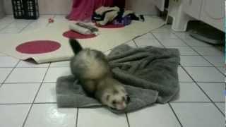 Ilder Tørker Seg Selv D