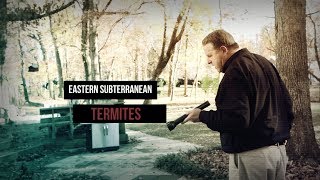 How do termites get in your home and how does a pro find them?