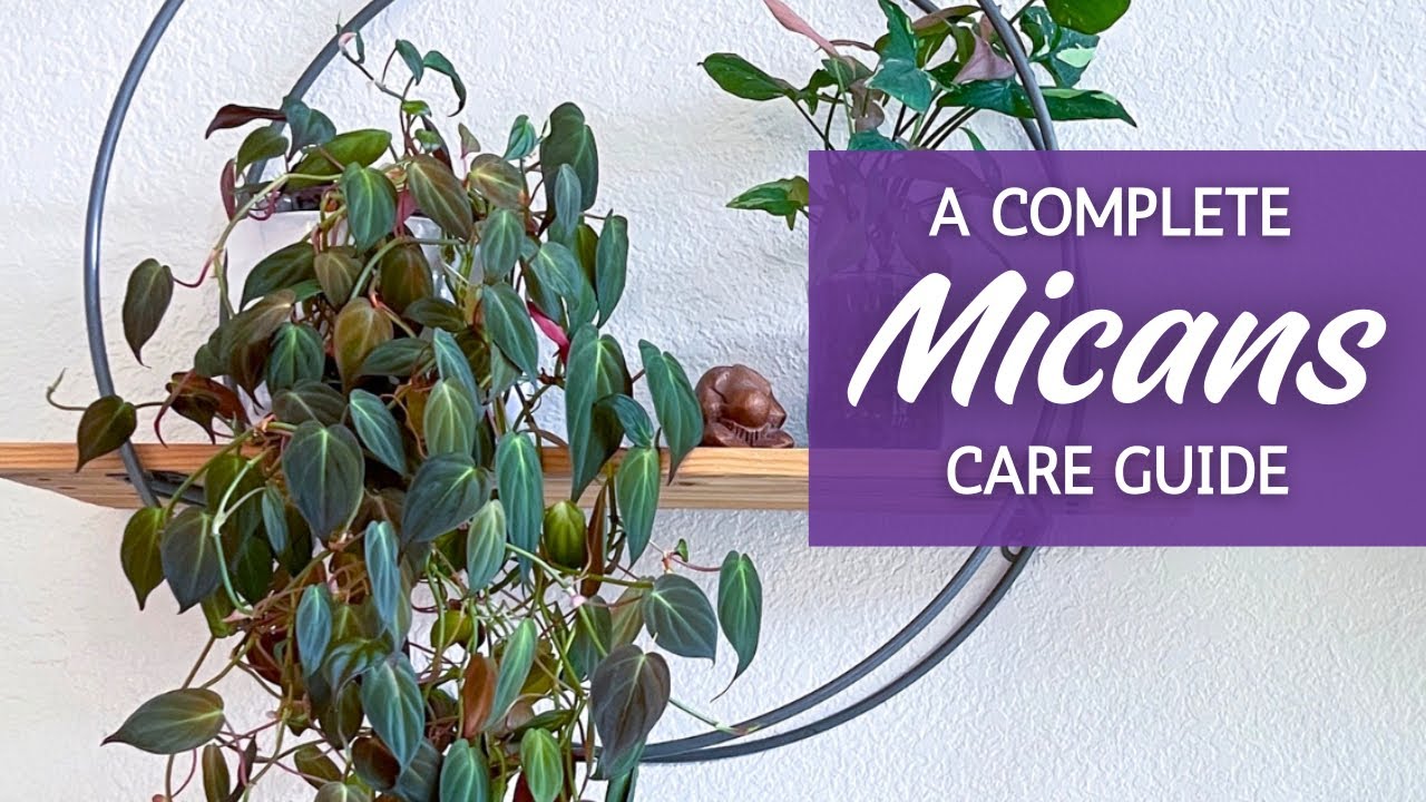 Philodendron Micans Care Secrets Revealed! | Complete Philodendron Hederaceum Care Guide