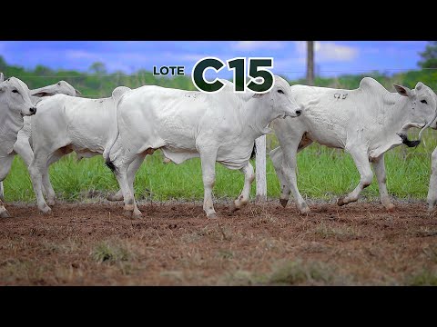 LOTE C15