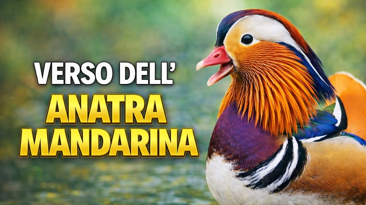 Verso dell’Anatra Mandarina 🦆 | Il richiamo elegante dell’anatra più ...