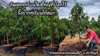 ทุเรียนไซส์ใหญ่ที่ปลูกไว้..อัพเดทการเจริญเติบโต รื้อรากทุเรียนให้ชม "สวนพลอยสุวรรณพันธุ์ไม้"