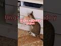 el gato #animalshorts #animales #minecraft #natural #gatos
