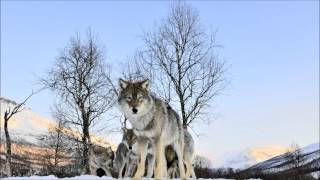 Dogena - Wolf (Extended Mix)