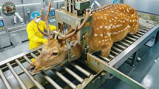 How Millions of Deer Are Raised & Processed – The Complete Deer Velvet and Venison Process