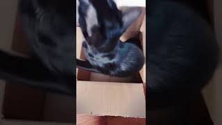 Безопасные игрушки мышки для котят Безопасные игрушки мышки для котят