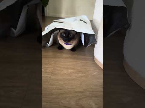 A million cat toys but still prefers the bag it came in