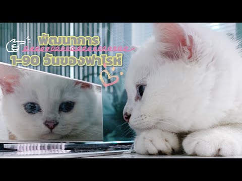 วีดีโอ: พัฒนาการของลูกแมว: การทำความเข้าใจเหตุการณ์สำคัญในการเติบโตที่สำคัญของลูกแมว