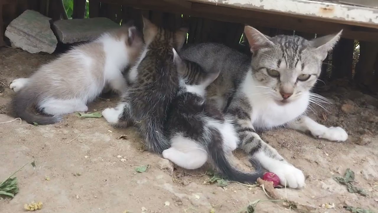 GRAVANDO OS ANIMAIS AS GALINHAS E OS GATINHOS