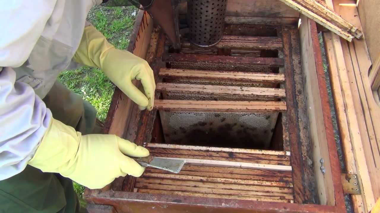 Piotr i Pszczoly 004 - Glowny Przeglad Wiosenny - Stan Matki i Zapasow