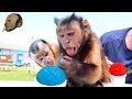 Capuchin Monkeys Enjoy Snow Cones! (HOT DAY)